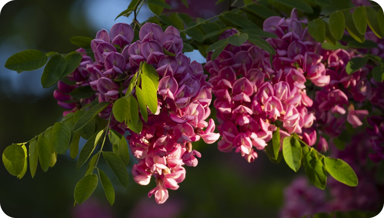 Black locust in bloom