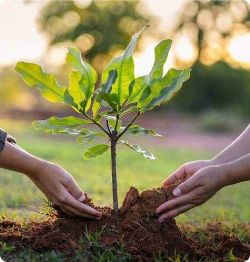 Hand holding seedling
