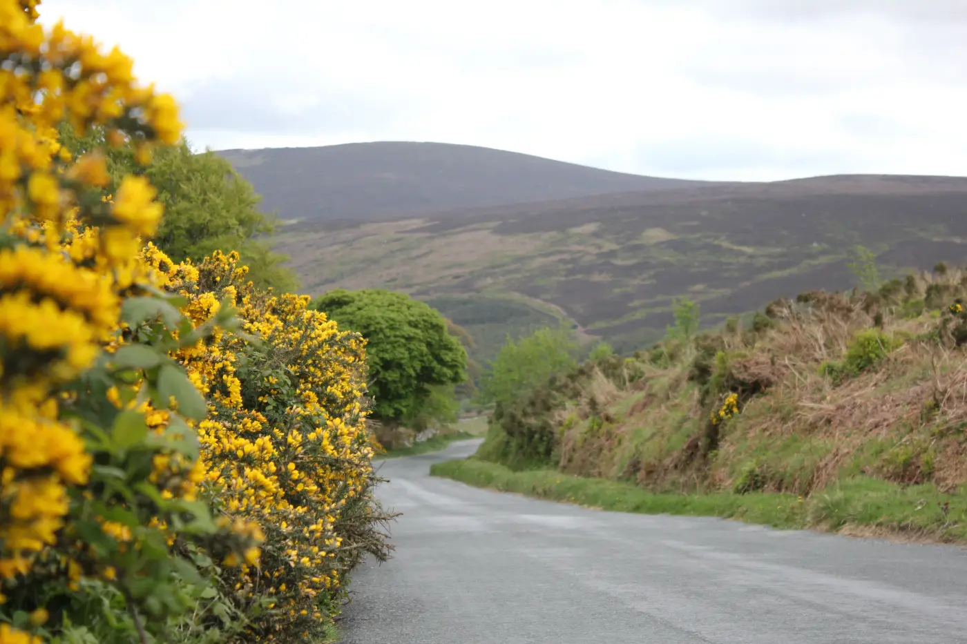 Invasive scrubland spreading across once productive Irish farmland.