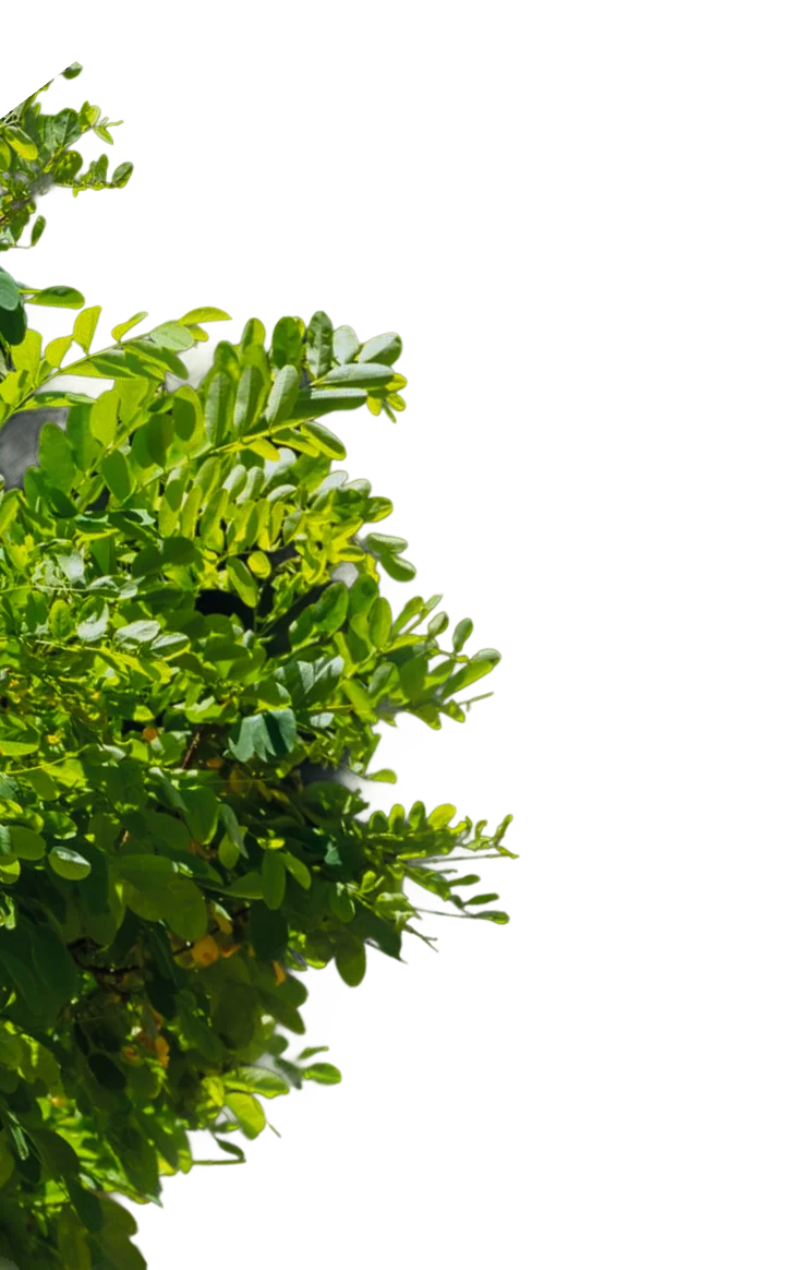 Black locust tree