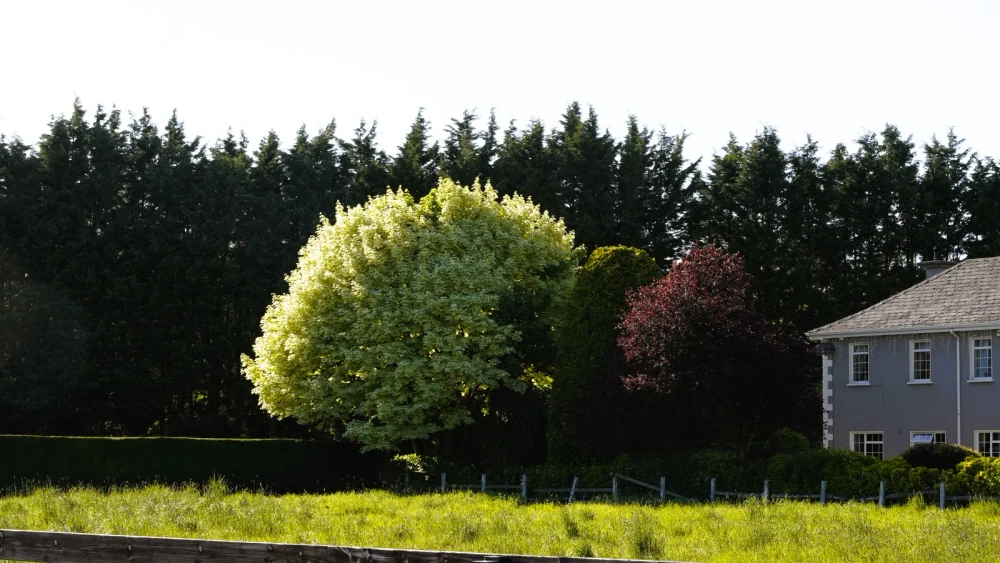Black locust plantation in Ireland
