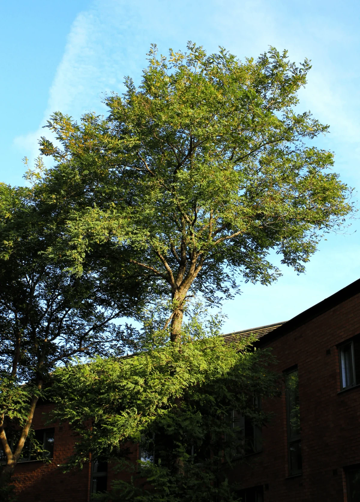 Black locust trees in bloom