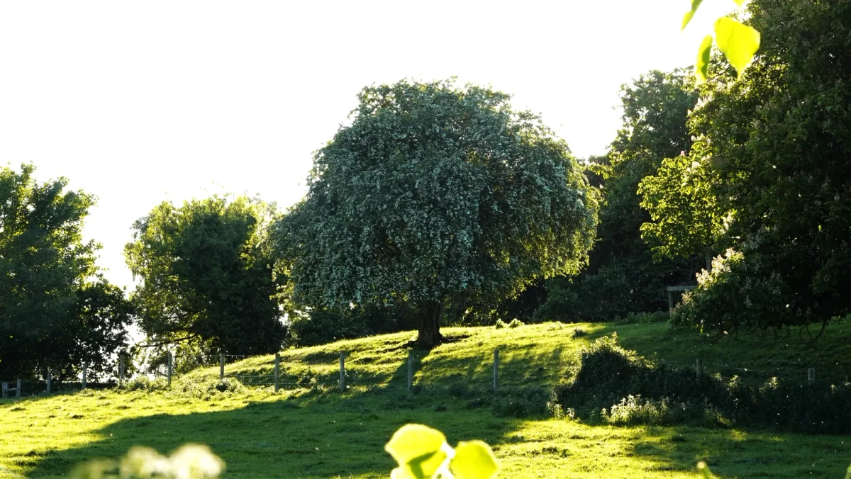 Young Black Locust plantation