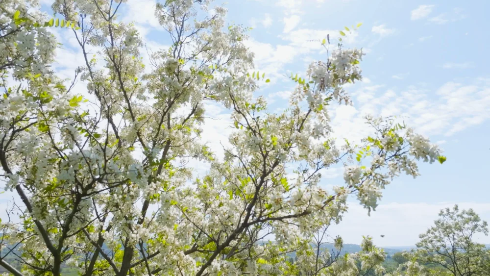 Black Locust flowering maturity